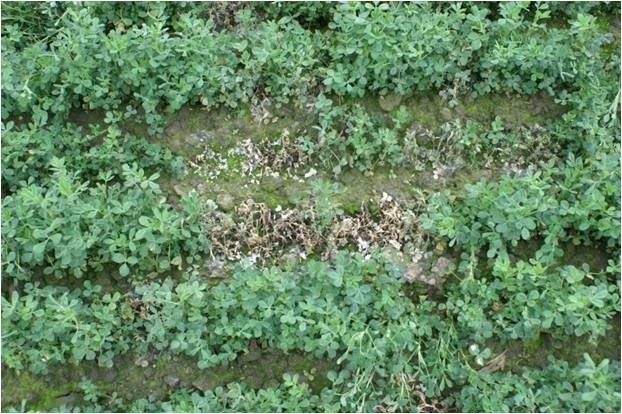 علائم پوسیدگی اسكلروتینیایی ساقه یونجه